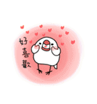 Java sparrow from TAIWAN（個別スタンプ：11）