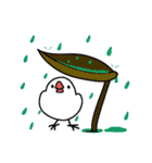 Java sparrow from TAIWAN（個別スタンプ：27）