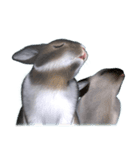 ふわふわウサギのスタンプ（個別スタンプ：17）