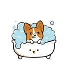 Funny Corgi Kaka（個別スタンプ：10）