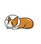 Funny Corgi Kaka（個別スタンプ：25）