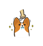 Funny Corgi Kaka（個別スタンプ：38）