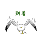 カモメのスタンプ（個別スタンプ：33）