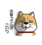 しばいぬ きよし（個別スタンプ：8）