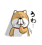 しばいぬ きよし（個別スタンプ：28）