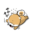 しばいぬ きよし（個別スタンプ：35）
