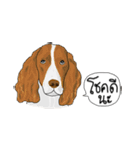 Canny Dog（個別スタンプ：29）