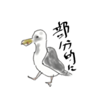 日本の海鳥（個別スタンプ：23）