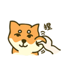 Shiba inu furkids（個別スタンプ：10）