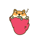 Shiba inu furkids（個別スタンプ：31）