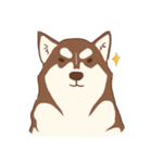 1 day of Siberian Husky（個別スタンプ：1）