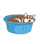 1 day of Siberian Husky（個別スタンプ：6）