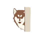 1 day of Siberian Husky（個別スタンプ：12）