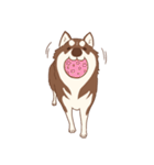 1 day of Siberian Husky（個別スタンプ：15）