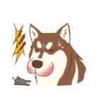 1 day of Siberian Husky（個別スタンプ：16）