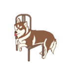 1 day of Siberian Husky（個別スタンプ：19）