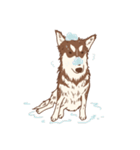 1 day of Siberian Husky（個別スタンプ：22）