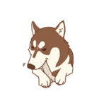 1 day of Siberian Husky（個別スタンプ：24）