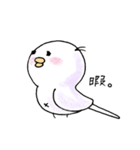 しろインコのいろいろ（個別スタンプ：35）