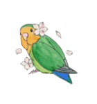 毎日インコ（個別スタンプ：1）