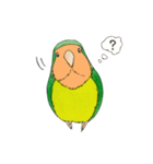 毎日インコ（個別スタンプ：5）