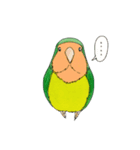 毎日インコ（個別スタンプ：8）