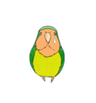 毎日インコ（個別スタンプ：10）