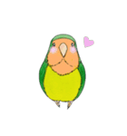 毎日インコ（個別スタンプ：12）