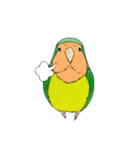 毎日インコ（個別スタンプ：13）