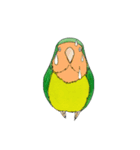 毎日インコ（個別スタンプ：17）