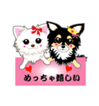 Chihuahua of Kansai dialect（個別スタンプ：7）