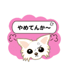 Chihuahua of Kansai dialect（個別スタンプ：24）