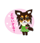 Chihuahua of Kansai dialect（個別スタンプ：25）