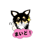 Chihuahua of Kansai dialect（個別スタンプ：35）