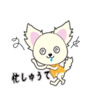 Chihuahua of Kansai dialect（個別スタンプ：38）