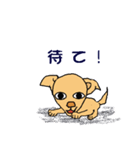 チワワのチワタン（個別スタンプ：8）
