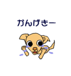 チワワのチワタン（個別スタンプ：13）