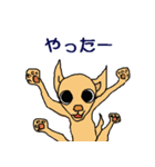 チワワのチワタン（個別スタンプ：22）