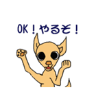 チワワのチワタン（個別スタンプ：24）