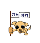 チワワのチワタン（個別スタンプ：37）