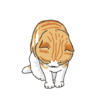 愛おしいニャンズ（個別スタンプ：2）