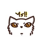 the crazy cat（個別スタンプ：1）