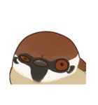 fat sparrow（個別スタンプ：13）