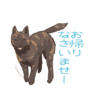 6犬種の日本犬スタンプ（個別スタンプ：8）