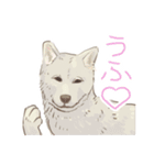6犬種の日本犬スタンプ（個別スタンプ：13）
