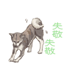 6犬種の日本犬スタンプ（個別スタンプ：26）