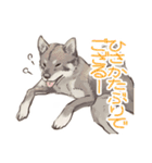 6犬種の日本犬スタンプ（個別スタンプ：27）