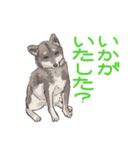 6犬種の日本犬スタンプ（個別スタンプ：28）