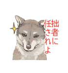 6犬種の日本犬スタンプ（個別スタンプ：29）