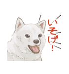 6犬種の日本犬スタンプ（個別スタンプ：31）